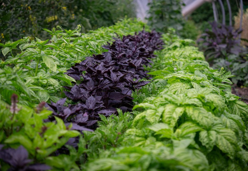 Finding Your Footing With Herbs And Botanicals: A Cautious Look, the Honest Way